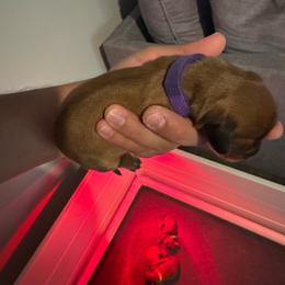 Girl 3 - Fawn (isabella) and cream female Dachshund puppy in Oakwood, Georgia from Sausage Strolls