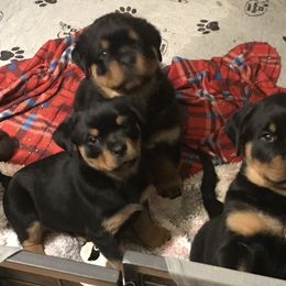 Rottweiler Puppies from FordernBache Rottweilers
