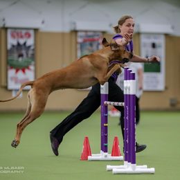 Rhodesian Ridgeback All Grown Up from Evolution Rhodesian Ridgebacks