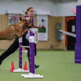 Rhodesian Ridgeback All Grown Up from Evolution Rhodesian Ridgebacks