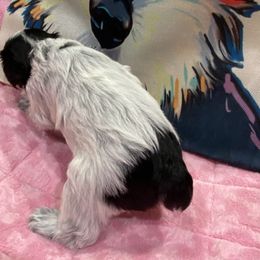 Miniature Schnauzer Puppies from Schnazzy Schnauzers