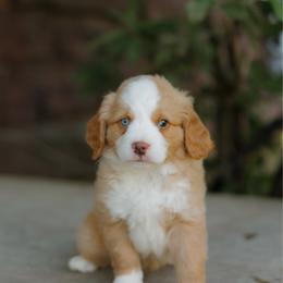 Halsey MICRO - male Australian Mountain Doodle puppy in Dalton, Ohio from Haven Doodles