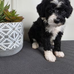 Zoey - Parti Goldendoodle puppy in Palestine, Texas from KK's Doodle Bunch