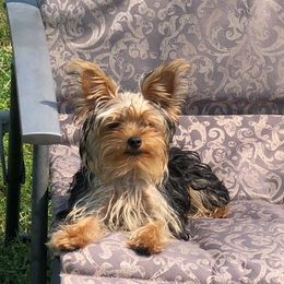 Yorkshire Terriers from Robin's Yorkies