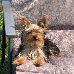 Yorkshire Terriers from Robin's Yorkies