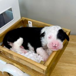 Cotton Candy - Black and white female Sheepadoodle puppy in Adams, Nebraska from Boxcar Doodles and Poodles