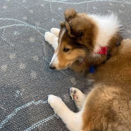 Collie Puppies from High Altitude Collies