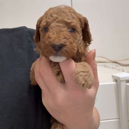 Penny's blue boy - Red  male Goldendoodle puppy in Phelan, California from High Desert Doodles - the original