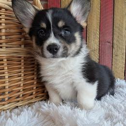 Kix - Black and tan male American Corgi puppy in Shawnee, Oklahoma from Sunray Ranch