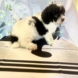 Mocha - Chocolate male Cavapoo puppy in Knoxville, Tennessee from Rocky Top Cavapoos