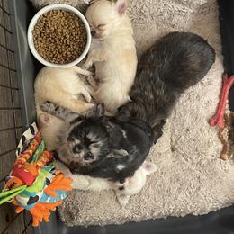 Chihuahua Puppies from Bayberry Chihuahuas