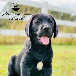 Labrador Retrievers from Paws by Grace Labradors