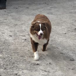 Joe - Australian Shepherd