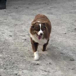 Joe - Australian Shepherd