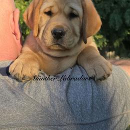 Skittles - Yellow female Labrador Retriever puppy in Utah County, Utah from Günther Labradors