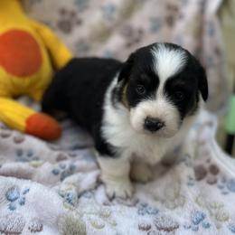 Male 3 Black Tri - Black and tan male Pembroke Welsh Corgi puppy in Moundville, Alabama from Cartee Corgis - Debi Cartee Mills