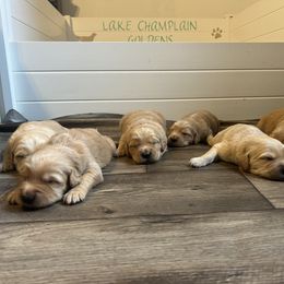 Golden Retriever Puppies from Lake Champlain Goldens