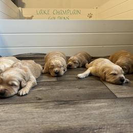 Golden Retriever Puppies from Lake Champlain Goldens