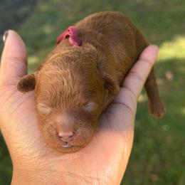 Autumn - Red  female Poodle puppy in Southampton, New Jersey from Lavishly Loved Pets LLC