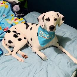 Dalmatian All Grown Up from Gateway Farm Dalmatians