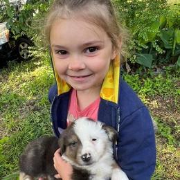 Aussiedoodle and Australian Shepherd Puppies from RoseWest Farms