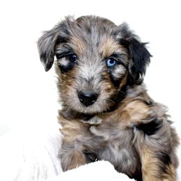 Aussiedoodle Puppies from Aussie Paws