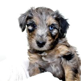 Aussiedoodle Puppies from Aussie Paws