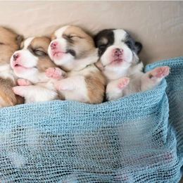 American Corgi and Pembroke Welsh Corgi Puppies from Constellation Corgi