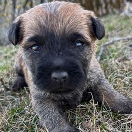 Coming Soon - Red wheaten male Cairn Terrier puppy in St. Joseph, Missouri from Stone & Thistle Cairn Terriers