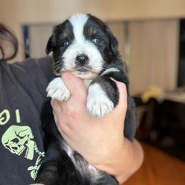 Sparky - Black tri-color male Australian Shepherd puppy in Devine, Texas from Sun Kissed Aussies