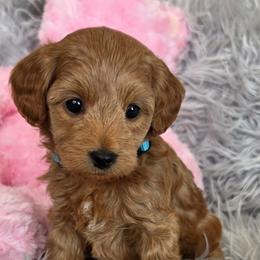 Gemini - Apricot female Goldendoodle puppy in Syracuse, Utah from Just Doodling Dogs