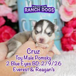 Cruz - Blue male Pomsky puppy in Humeston, Iowa from M.A.R. Dogs