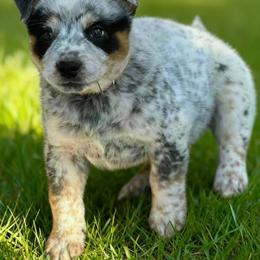 Rook 3500 - Blue mottled male Australian Cattle Dog puppy in Kalispell, Montana from BTR Australian Cattle Dogs