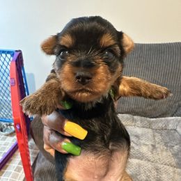 Miss Traditional - Black and tan female Yorkshire Terrier puppy in Richmond, Virginia from Kizzie's Yorkies