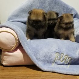 Pomeranian and Shetland Sheepdog Puppies from Emerald Valley Shelties and Pomeranians