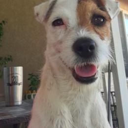Jack Russell Terrier All Grown Up from Diggin West Jack Russells