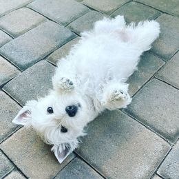 West Highland White Terrier Puppies from Elvador West Highland White Terriers