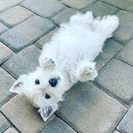 West Highland White Terrier Puppies from Elvador West Highland White Terriers