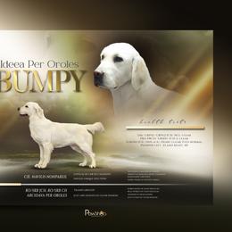 Bumpy - Golden Retriever