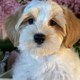 Charlotte - White Havanese puppy in Clermont, Florida from Country Sweet Havanese and Creative Coaching