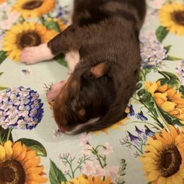 Joelene - Blue merle female Australian Shepherd puppy in Roff, Oklahoma from Circle J Aussies