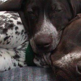 German Shorthaired Pointers from Elegant GSP