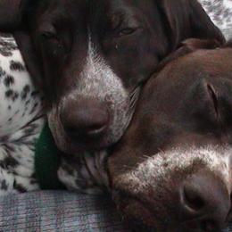 German Shorthaired Pointers from Elegant GSP