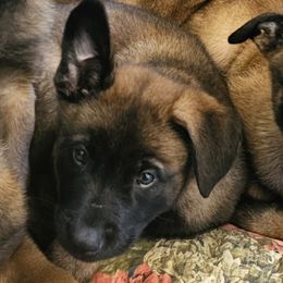 Belgian Malinois Puppies from Love Belgian Malinois