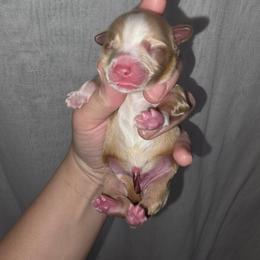 Blonde Male 2 - Gold male Yorkshire Terrier puppy in Lakeland, Florida from You Me & The Yorkies