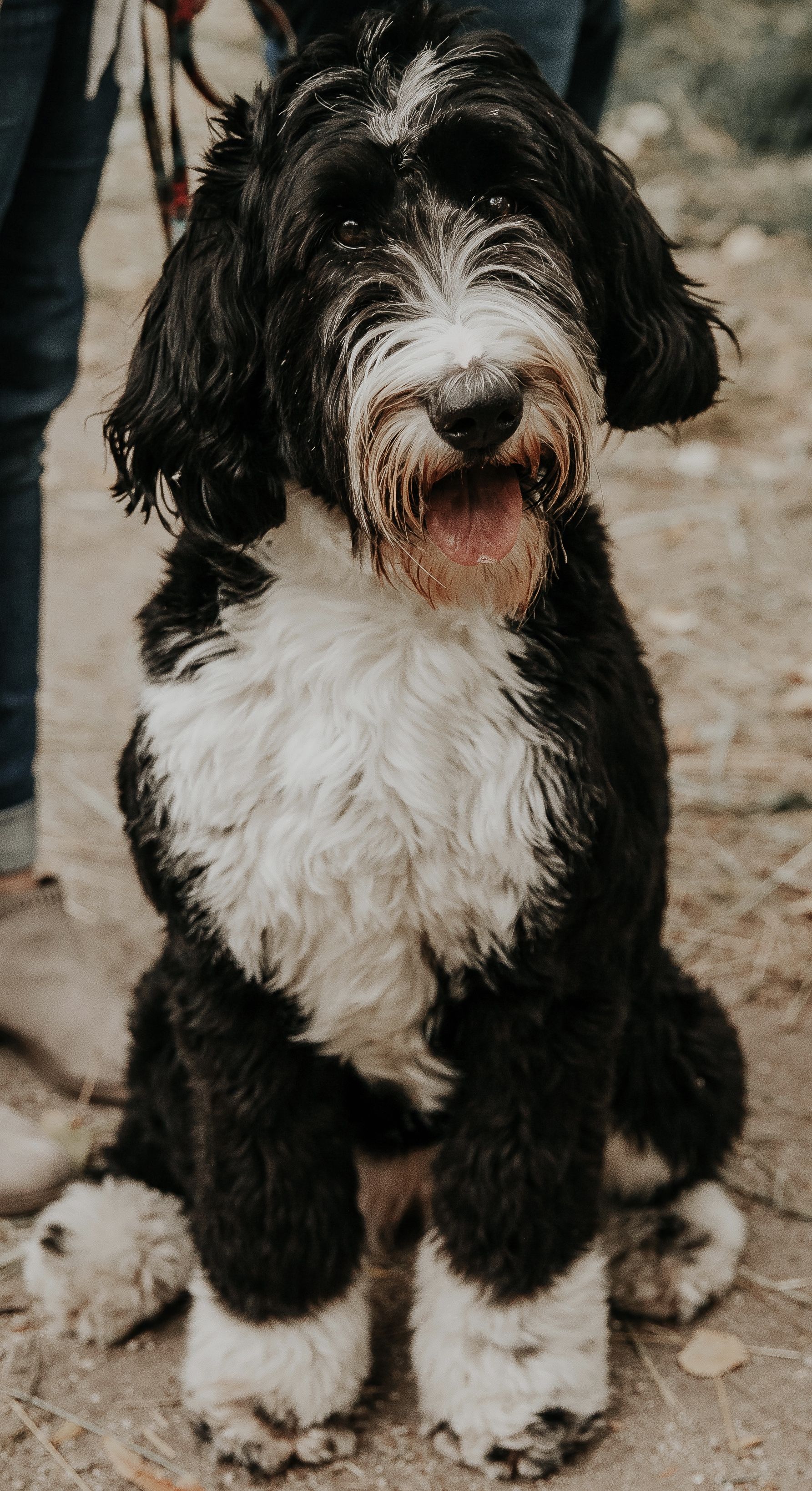 Heart J Bernedoodles in Utah | Bernedoodle and Aussiedoodle puppies ...