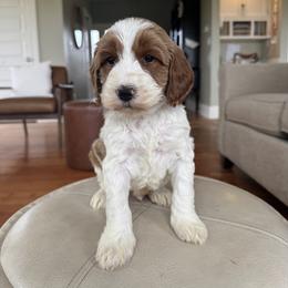 Green - Cream male Australian Labradoodle puppy in Ferndale, Washington from Annie's Doodles