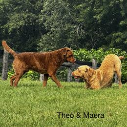 Chesapeake Bay Retriever puppies from Three Horses Chesapeakes