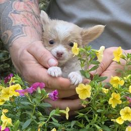 Braveheart - Chocolate blue male Chihuahua puppy in East Camden, Arkansas from RoyAl