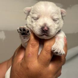 Solo - White male West Highland White Terrier puppy in New Orleans, Louisiana from Amazing Grace Westies